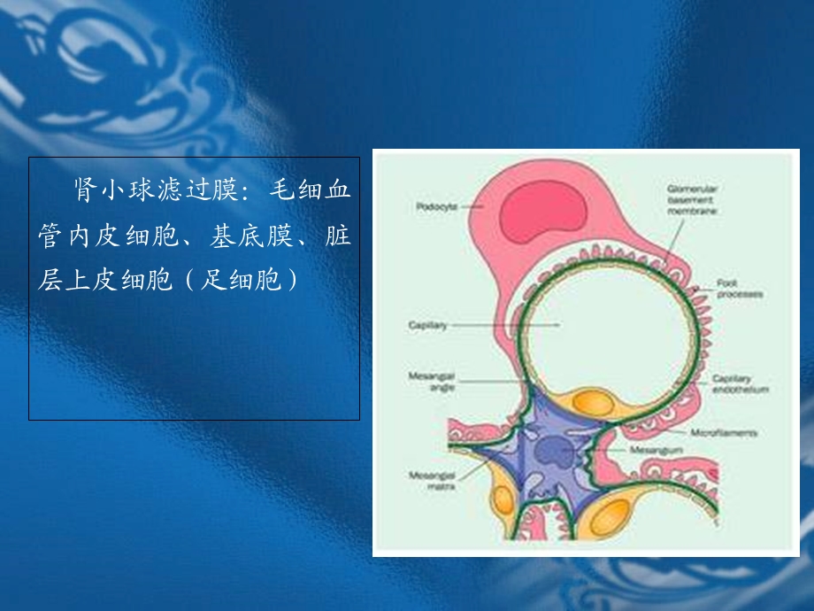 尿路感染,肾衰~D3C78文档资料.ppt_第3页