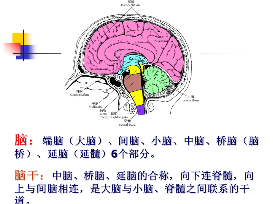 21中枢神经系统二PPT文档.ppt_第1页