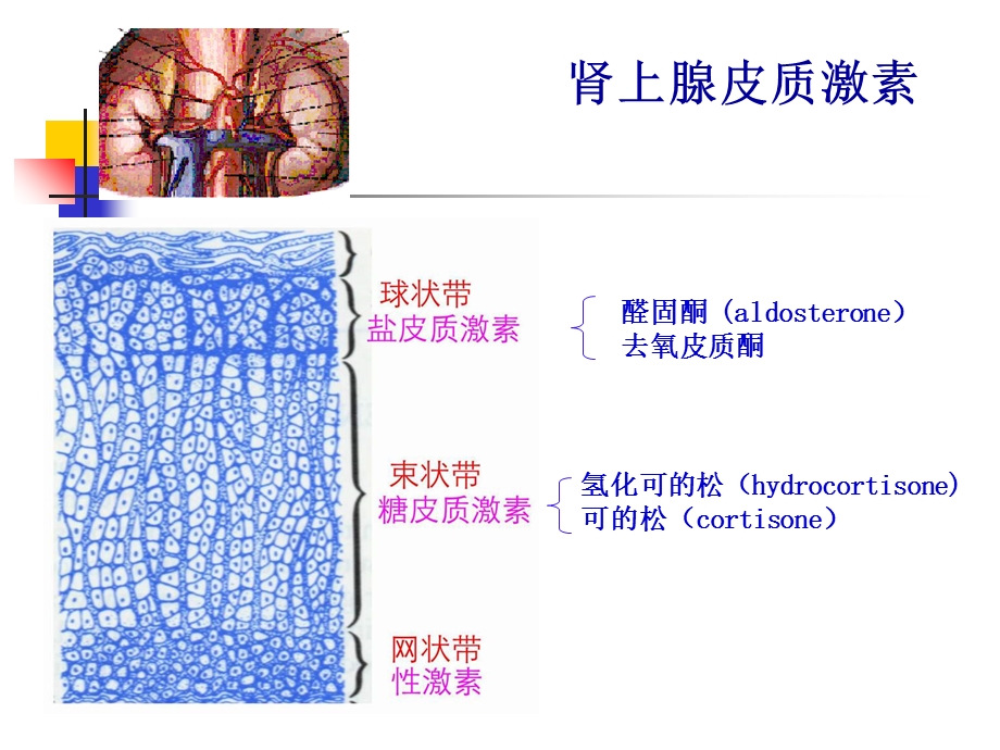 临床药理学第十四章肾上腺皮质激素的临床应用精选文档.ppt_第1页