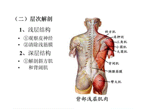 最新局部解剖学课件之四肢背面PPT文档.ppt