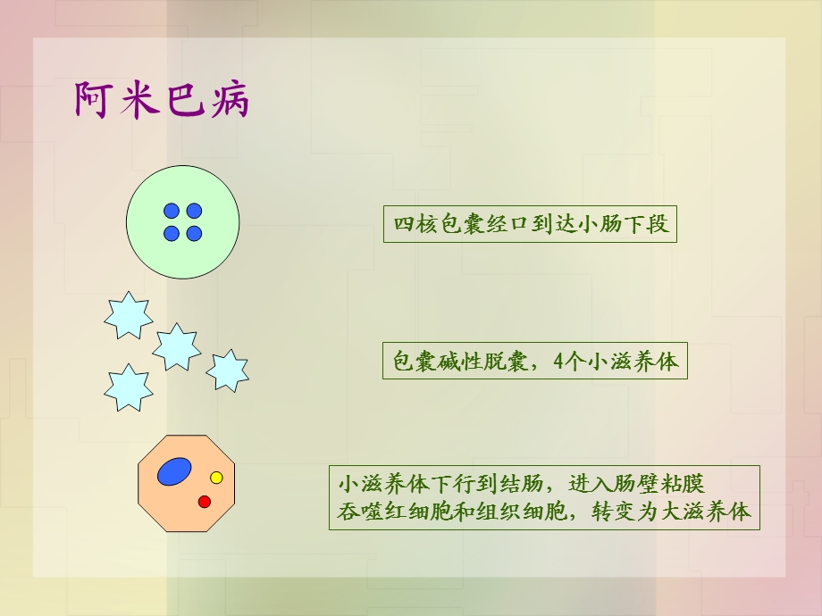 病理学寄生虫文档资料.ppt_第2页