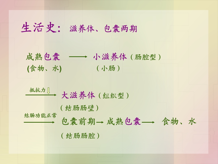 病理学寄生虫文档资料.ppt_第3页