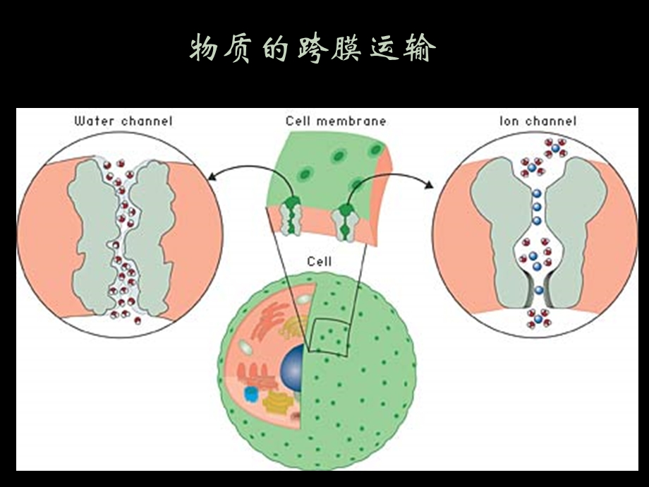 第五部分物质的跨膜运输与信号转递教学课件名师编辑PPT课件.ppt_第2页