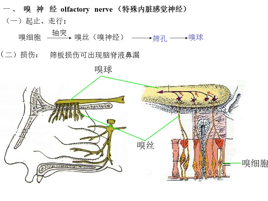 第二节脑神经文档资料.ppt_第2页