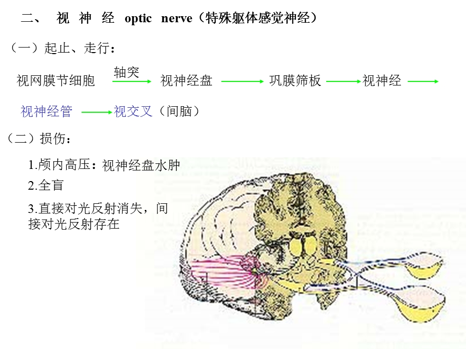 第二节脑神经文档资料.ppt_第3页