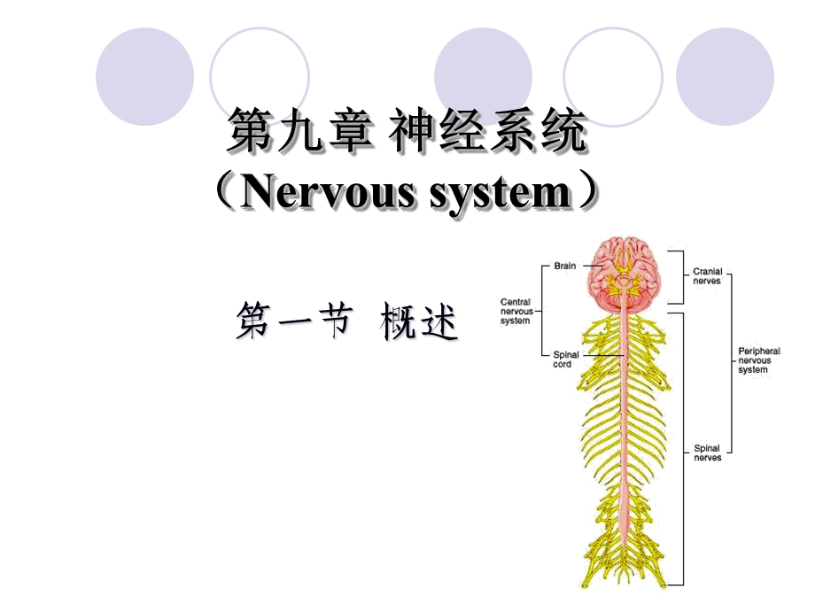 动物解剖学第四篇神经和内分泌系精选文档.ppt_第1页