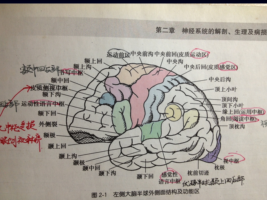 大脑半球病损表现及定位PPT课件.ppt_第2页