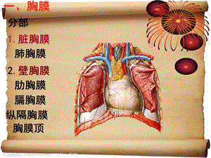 最新：局部解剖学胸部ppt课件文档资料.ppt