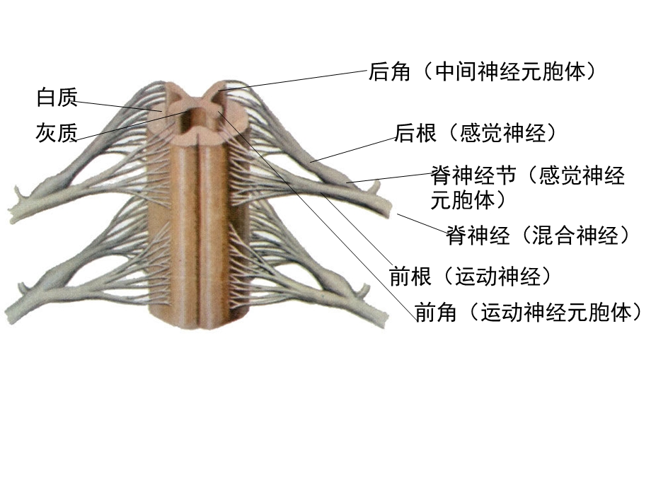 第二节脊髓和脊神经文档资料.ppt_第3页