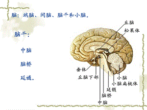 最新：脑干(甘子明)文档资料.ppt