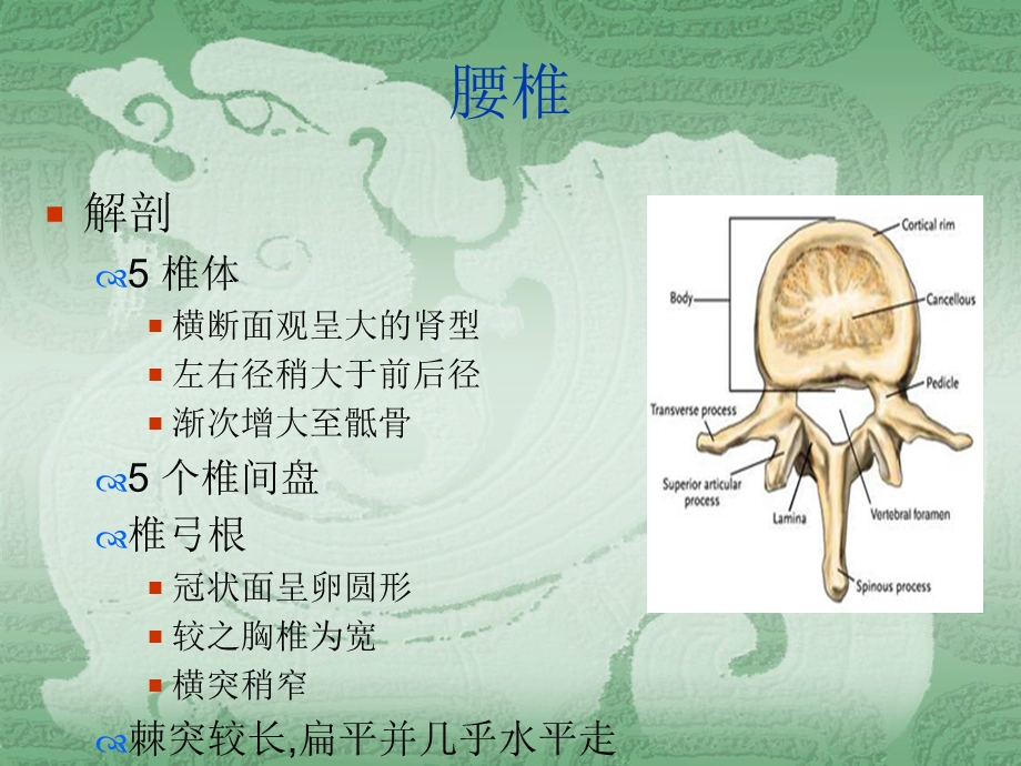 最新胸腰椎病理课件PPT文档.ppt_第1页