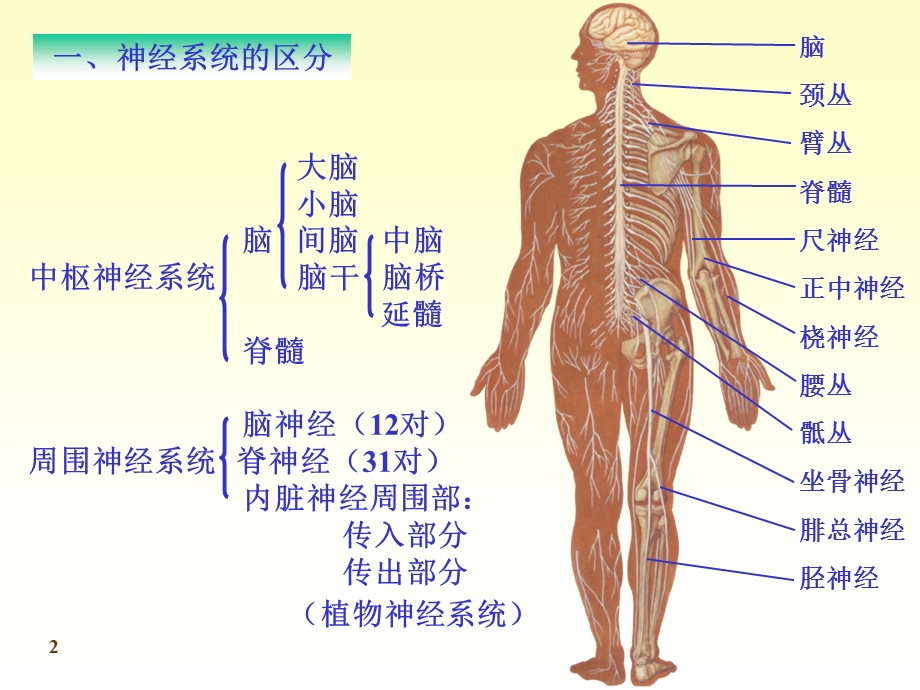 chapter16神经总论PPT课件.ppt_第2页