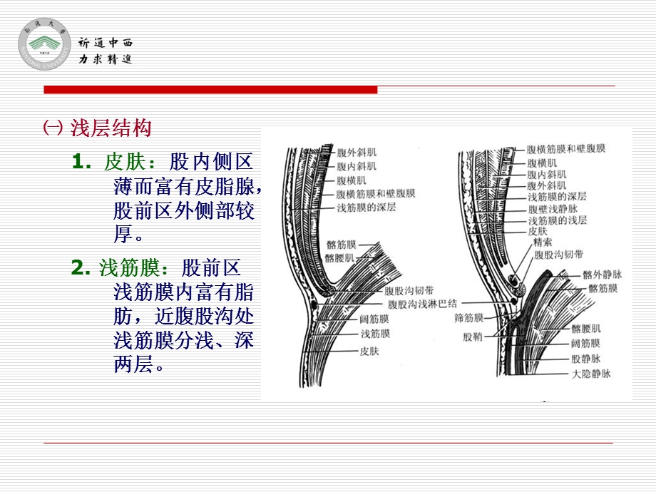 医用局部解剖学股前区及股内侧区PPT文档.ppt_第1页