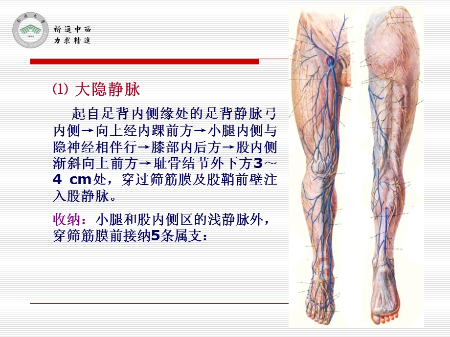 医用局部解剖学股前区及股内侧区PPT文档.ppt_第3页