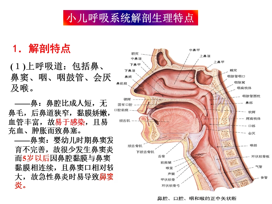 呼吸系统疾病1文档资料.ppt_第2页