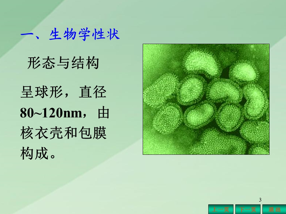 常见病毒课件文档资料.ppt_第3页