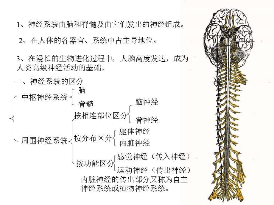 最新：最新：14神经系统总论、脊髓文档资料文档资料.ppt_第2页