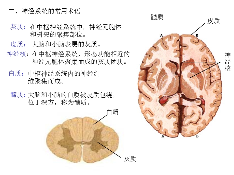 最新：最新：14神经系统总论、脊髓文档资料文档资料.ppt_第3页