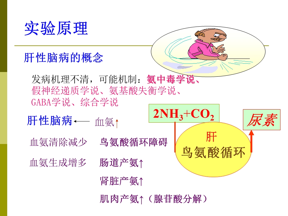 最新氨在肝性脑病发生机理中的作用PPT文档.ppt_第2页