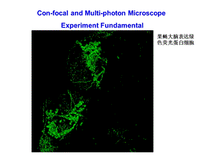 最新：激光共聚焦与流式细胞及电生理技术荧光原理与激光共聚焦显微镜文档资料.ppt