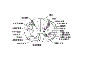 最新脑干断面图(作业)01PPT文档.ppt