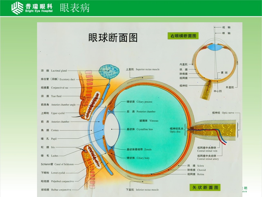 眼科基础知识培训：眼表、眼睑病精选文档.ppt_第3页