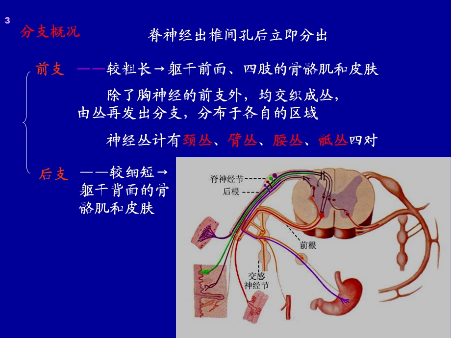 最新第3节周围神经系统PPT文档.ppt_第3页