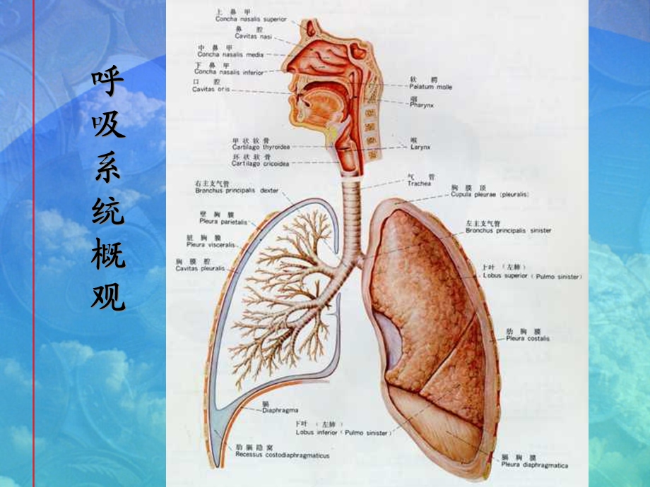 最新急性上呼吸道感染和支炎PPT文档.ppt_第3页