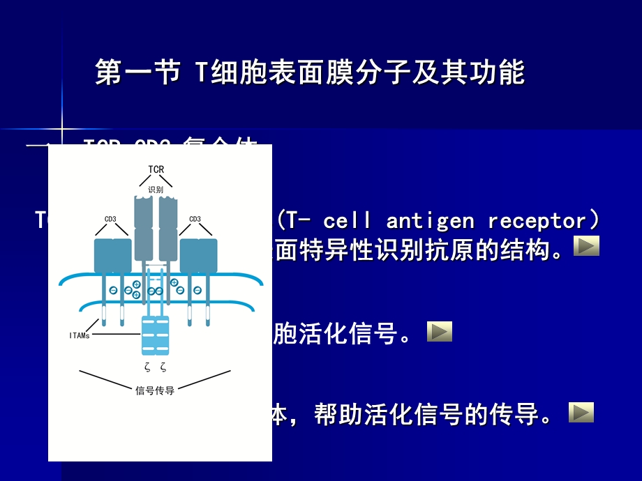 爱爱医资源医学免疫学课件适应性免疫细胞T淋巴细胞文档资料.ppt_第2页