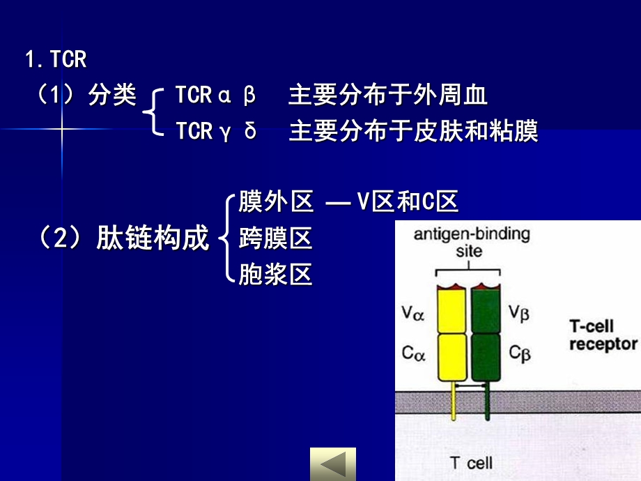 爱爱医资源医学免疫学课件适应性免疫细胞T淋巴细胞文档资料.ppt_第3页