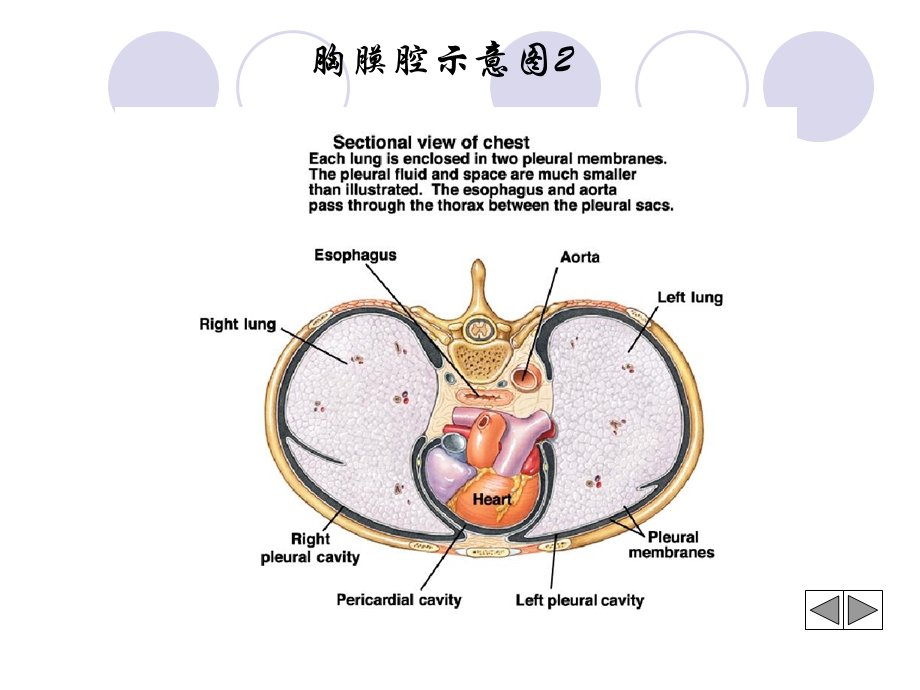 最新：胸膜疾病胸积液课件文档资料.ppt_第3页