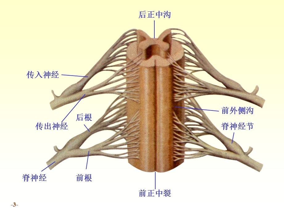 chapter171脊髓PPT课件.ppt_第3页