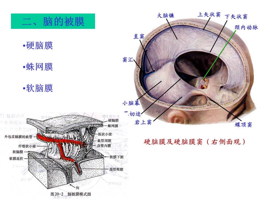 最新中枢N系统被膜、血管、循环PPT文档.ppt_第2页