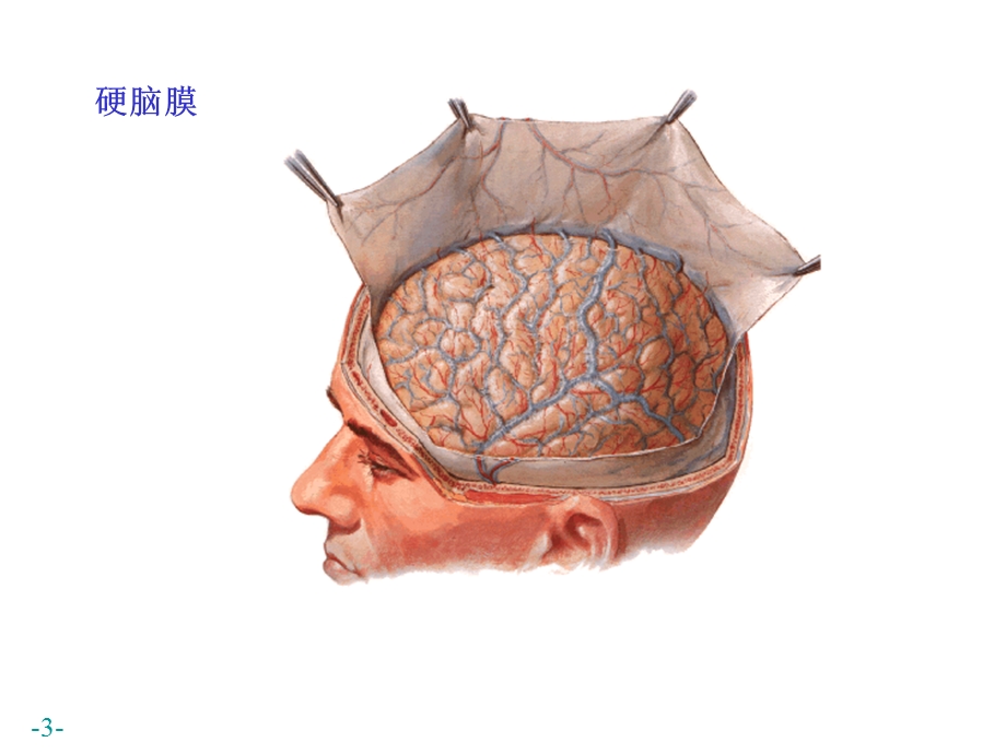 最新中枢N系统被膜、血管、循环PPT文档.ppt_第3页