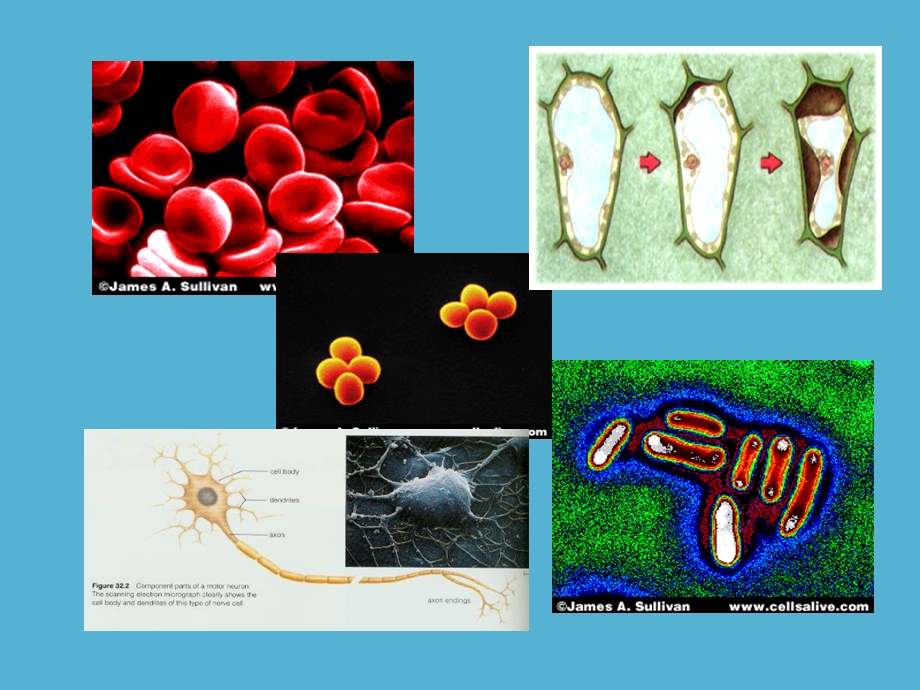 最新生物：32细胞器——系统内的分工合作课件新人教版必修1PPT文档.ppt_第1页