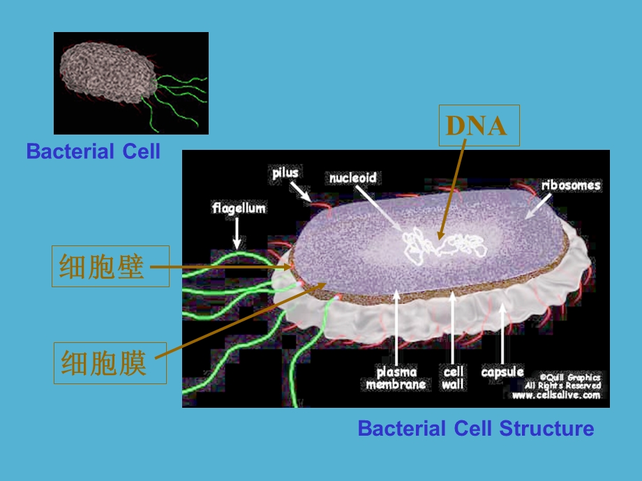 最新生物：32细胞器——系统内的分工合作课件新人教版必修1PPT文档.ppt_第2页