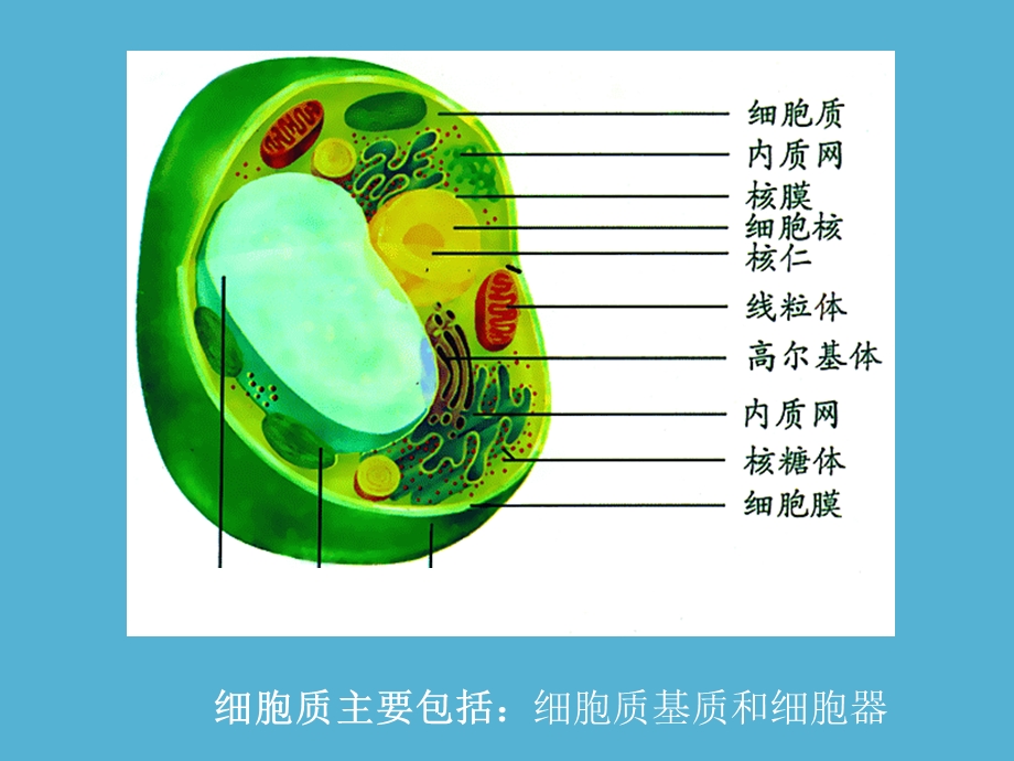 最新生物：32细胞器——系统内的分工合作课件新人教版必修1PPT文档.ppt_第3页