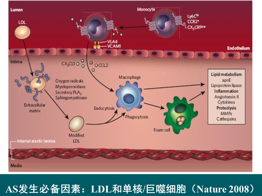 最新他汀抗动脉粥样硬化基石PPT文档.ppt_第2页