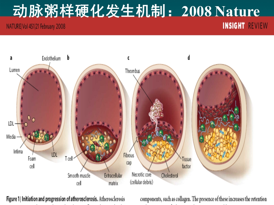 最新他汀抗动脉粥样硬化基石PPT文档.ppt_第3页