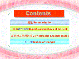 局部解剖颈部PPT文档资料.ppt