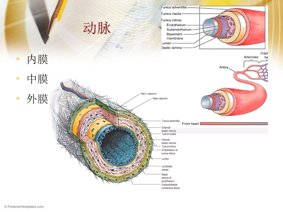 脉管系统和神经系统文档资料.ppt_第3页