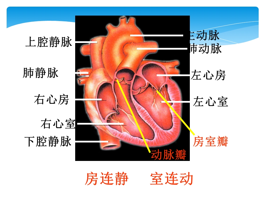 最新人教版新课标七年级生物下册输送血液的泵心脏PPT文档.ppt_第1页