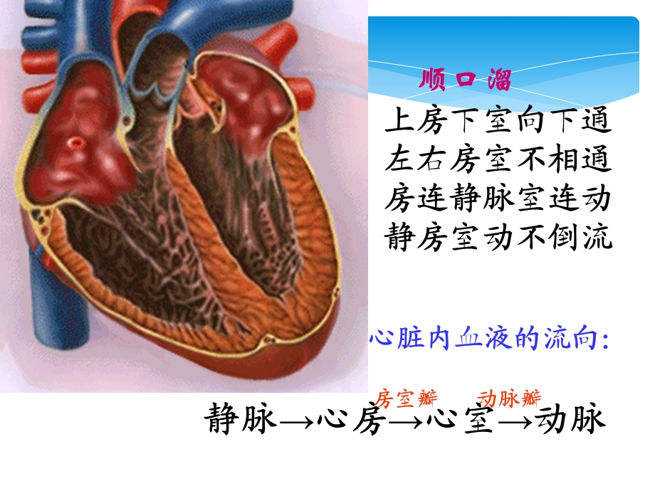 最新人教版新课标七年级生物下册输送血液的泵心脏PPT文档.ppt_第3页