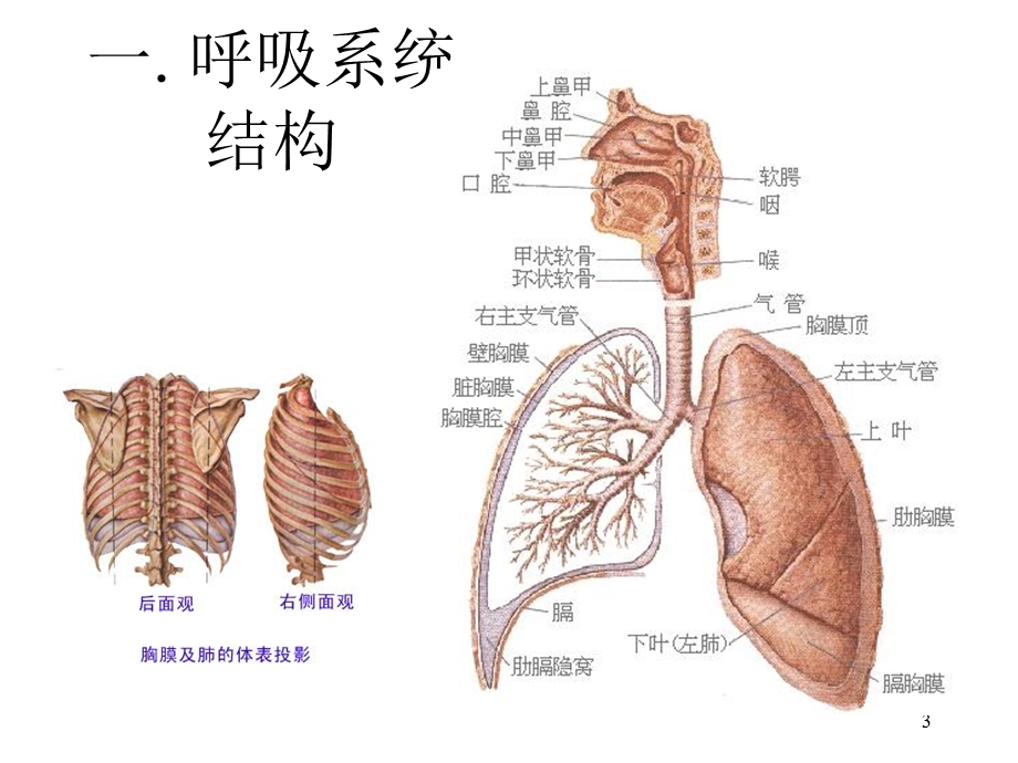 最新：呼吸道疾病的表现文档资料.ppt_第3页