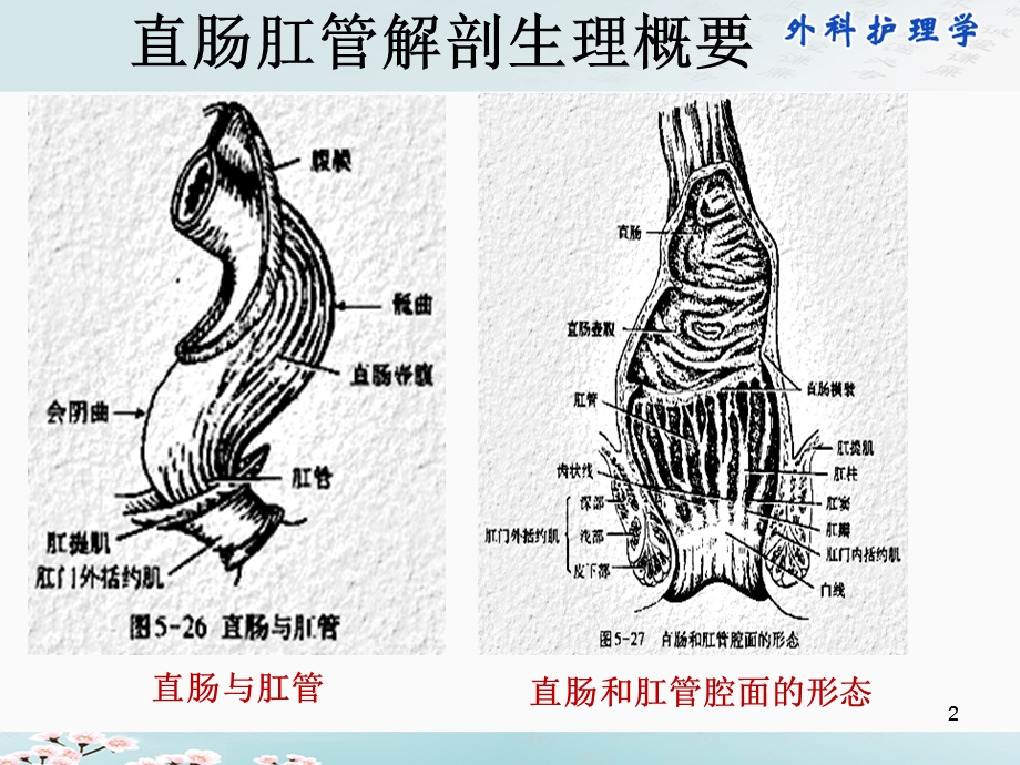 最新直肠与肛管疾病病人的护理PPT文档.ppt_第2页