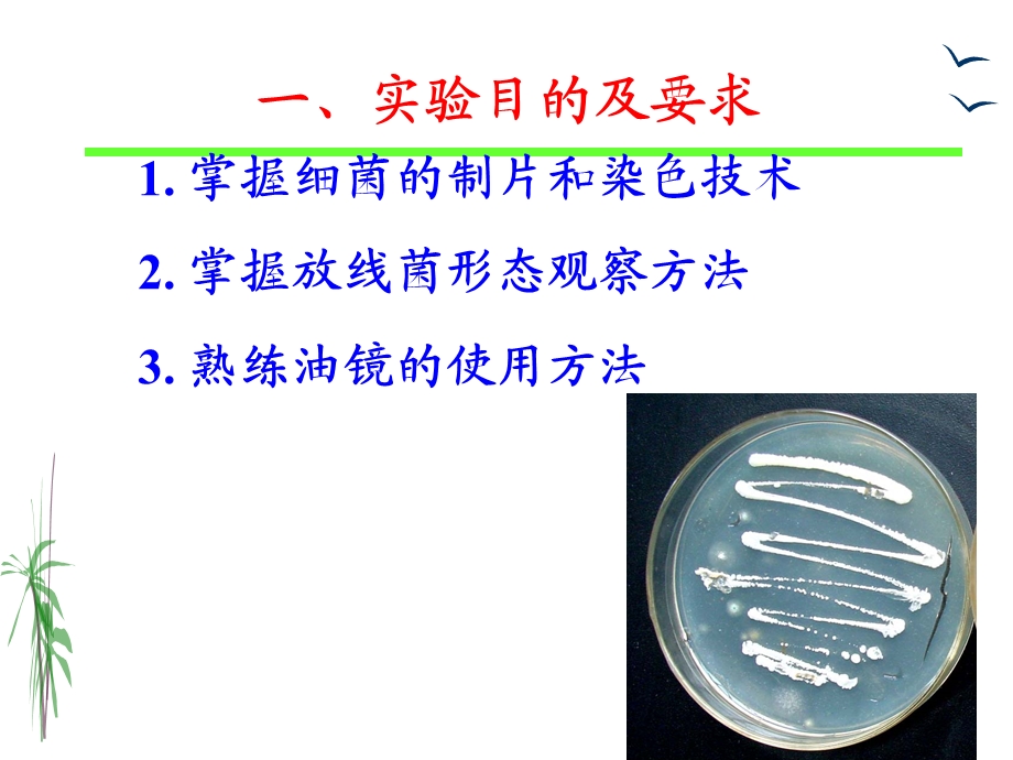 实验二细菌、放线菌的形态观察精选文档.ppt_第1页