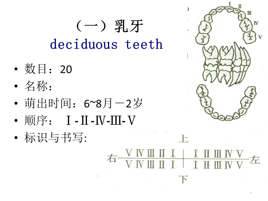 最新口腔科学重点PPT文档.ppt_第2页