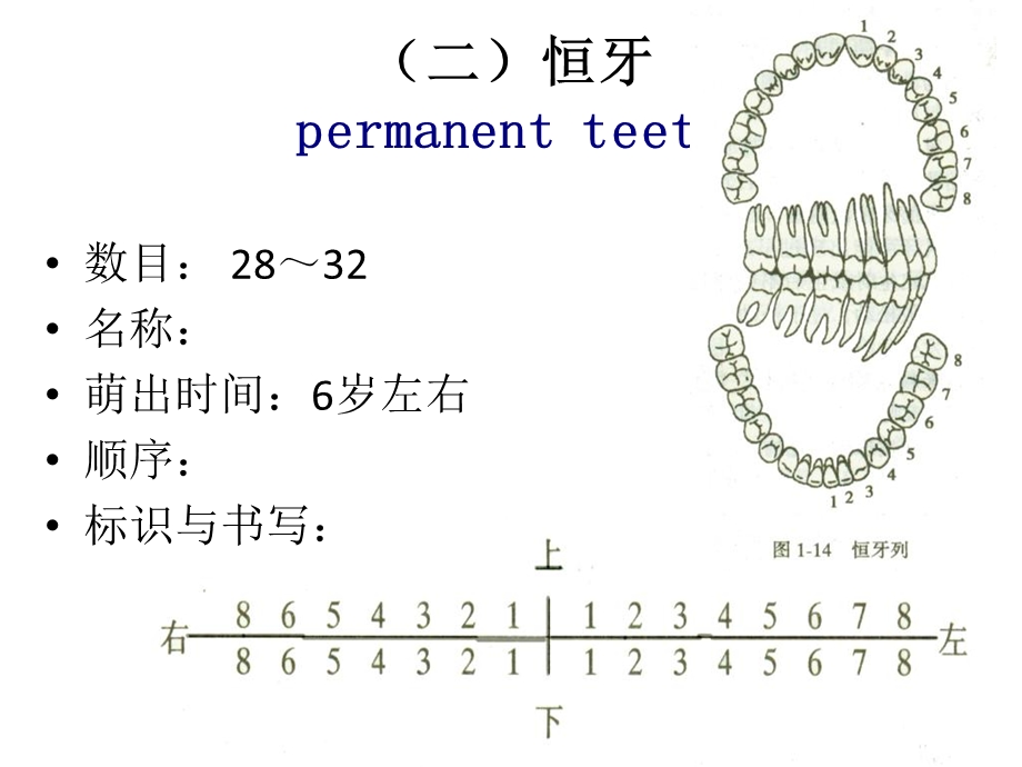 最新口腔科学重点PPT文档.ppt_第3页