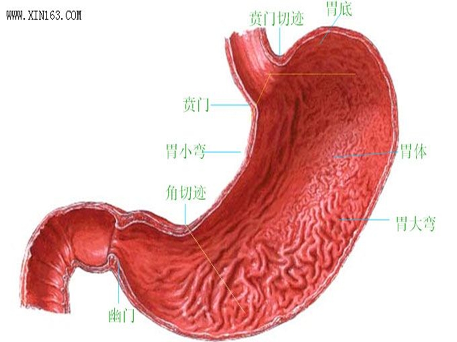 最新胃十二指肠疾病9PPT文档.ppt_第3页