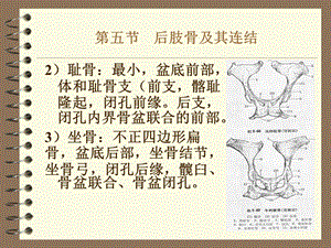 家畜解剖学后肢骨及其连接文档资料.ppt